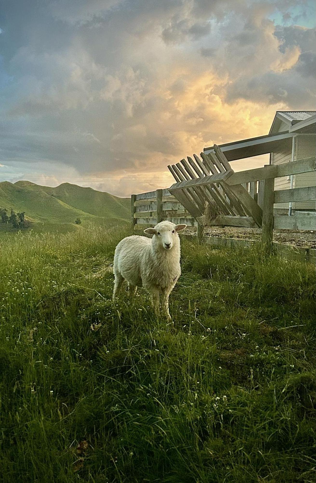 Hopwood Bed & Breakfast Taihape Exterior foto